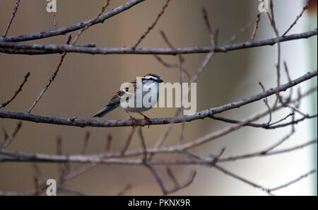 Bruant familier : : Spizella passerina Banque D'Images