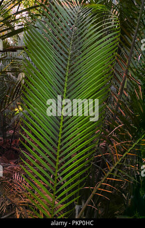 Feuille de palmier géant à l'intérieur de la forêt tropicale, l'Île, Singapour. Ubin Banque D'Images