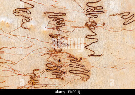 La voie ver sur l'écorce des arbres, Australian Scribbly Gum. Royal National Park, Sydney, NSW, Australie. Banque D'Images