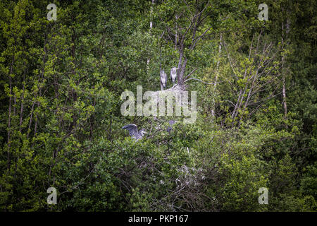 Héron cendré (Ardea cinerea) nidification, la Suède. Banque D'Images