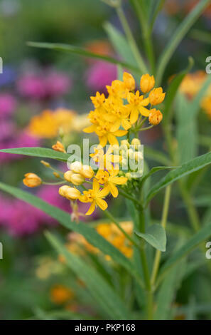 Asclepias curassavica 'Silky Gold'. L'asclépiade or soyeux Banque D'Images