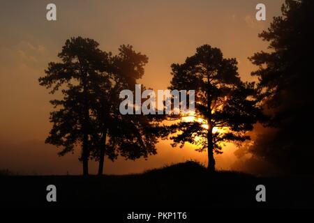 Beau lever de soleil brumeux, comme les rayons du soleil s'infiltrer à travers les sommets des arbres. Raleigh North Carolina Banque D'Images