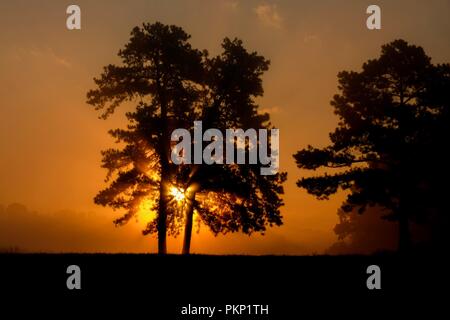 Beau lever de soleil brumeux, comme stab à travers les arbres de pin à encens. Raleigh North Carolina Banque D'Images