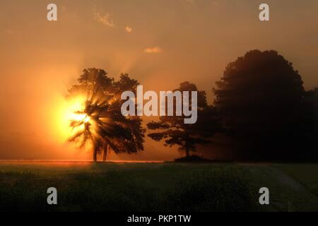 Beau lever de soleil brumeux, comme poignarder dans l'arbre. Raleigh North Carolina Banque D'Images