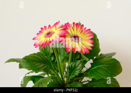 Rose et jaune Gerbera contre l'arrière-plan uni, blanc Banque D'Images