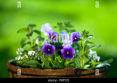 Purple pensées dans un panier avec un fond d'herbe verte Banque D'Images