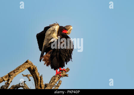 Bateleur Terathopius ecaudatus Parc national Kruger, Mpumulanga, Afrique du Sud octobre 2018 Adulte Accipitridae Banque D'Images