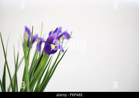 Iris violet sur fond blanc Banque D'Images