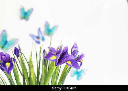 Iris violet sur fond blanc Banque D'Images