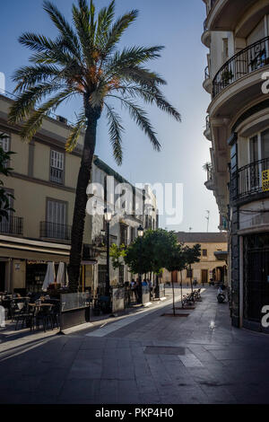 Séville, Espagne- 18 juin 2017 : un grand palmier sur la rue de Séville, Espagne Juin 2017. Banque D'Images