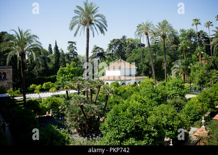 Séville, Espagne - Juin 19 : Le palmier dans le jardin de l'Alcazar, Séville, Espagne, le 19 juin 2017. Banque D'Images