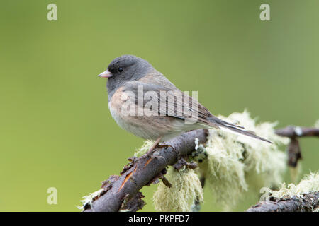 Le Junco ardoisé (Junco hyemalis), Montana Banque D'Images