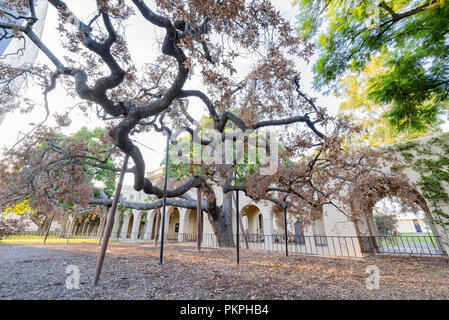 Los Angeles, OCT 5 : Vue extérieure de la 400 ans Chêne Engelmann à Caltech le Oct 5, 2016 à Los Angeles, Californie Banque D'Images