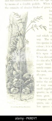 Libre à partir de la page 318 de "le naturaliste sur le fleuve Amazones. Un enregistrement d'aventures, les habitudes des animaux, des croquis de la vie indienne et brésilienne, et aspects de la nature sous l'Équateur, au cours de onze années de voyage" par le Br0064. Banque D'Images