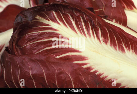 GROS PLAN D'UNE FEUILLE D'UNE ENDIVE ROUGE BELGE (CICHORIUM ENDIVIA) ENDIVE BLANCHE TRADITIONNELLE CROISÉE AVEC ROSSO DI VERONA RADICCHIO. Banque D'Images