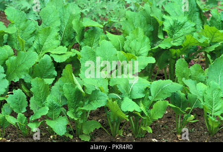 De plus en plus de jeunes navets, (Brassica rapa RAPIFERA) GROUPE 'Croix' TOKYO Banque D'Images