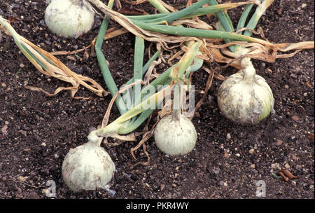 Oignon blanc (Allium cepa, oignon, 'Sweet') est un cultivar de l'oignon sec, il dispose d'un blanc pur et une douce peau papyracées, chair blanche légère, que l'on voit de plus en plus Banque D'Images
