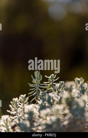 Une usine d'Helichrysum vue dans le parc national de Nyanga au Zimbabwe. Banque D'Images