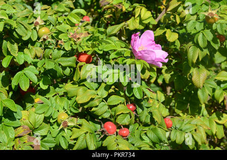 Dog rose fleur dans un gommage à l'églantier Banque D'Images