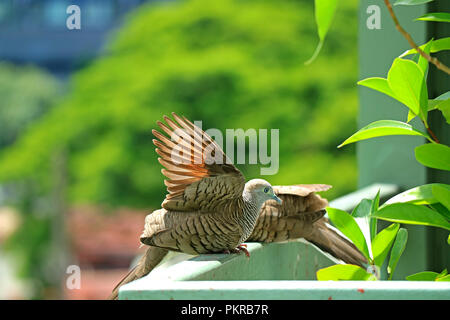 Fermé de deux espèces sauvages Zebra Dove bronzer sur le balcon Banque D'Images