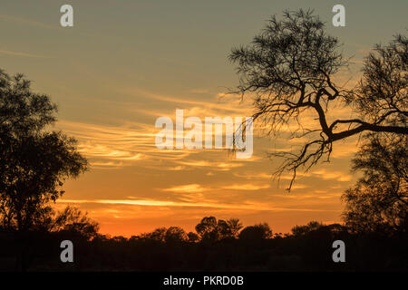 Coucher de soleil / Lever du soleil avec dead tree silhouetted against golden sky zébré de nuages dans l'outback Queensland Australie Banque D'Images