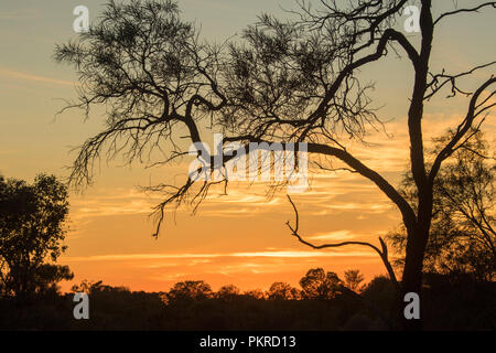 Coucher de soleil / Lever du soleil avec dead tree silhouetted against golden sky zébré de nuages dans l'outback Queensland Australie Banque D'Images