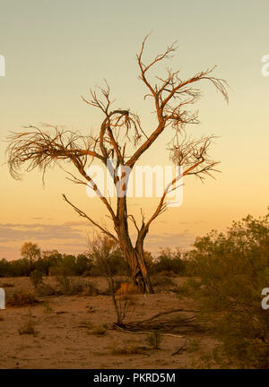 Coucher de soleil / Lever du soleil avec dead tree silhouetted against golden sky au Lac Parc National dans Bindegolly outback Queensland Australie Banque D'Images