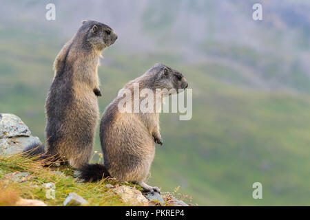 Marmotte alpine, Marmota marmota, deux jeunes debout, le parc national du Hohe Tauern, l'Autriche Banque D'Images