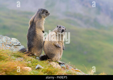 Marmotte alpine, Marmota marmota, deux jeunes debout, le parc national du Hohe Tauern, l'Autriche Banque D'Images