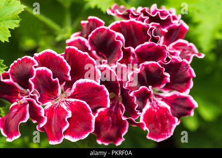 Pelargonium royale impériale d'élégance. Fleurs de Pélargonium Banque D'Images