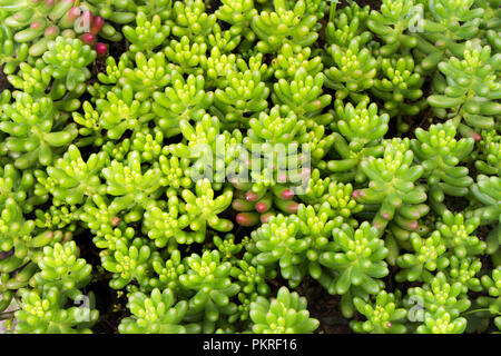 Colourfull succulentes background Banque D'Images