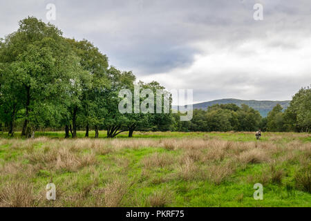 Il s'agit d'une photo d'un domaine rural en Irlande. Dans le domaine est un âne Banque D'Images