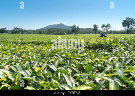 Hill, plantation de thé, thé vert, fond de paysage, vert feuille dans Thanh Son district, la province de Phu Tho, Vietnam Banque D'Images