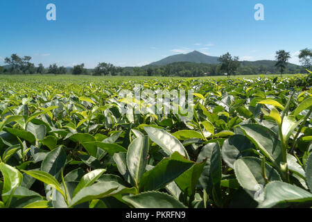 Hill, plantation de thé, thé vert, fond de paysage, vert feuille dans Thanh Son district, la province de Phu Tho, Vietnam Banque D'Images