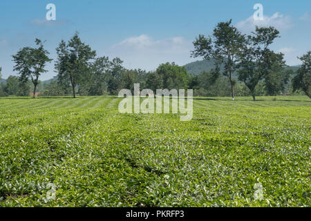 Hill, plantation de thé, thé vert, fond de paysage, vert feuille dans Thanh Son district, la province de Phu Tho, Vietnam Banque D'Images