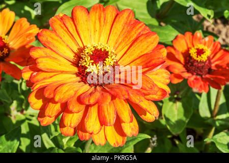 Fleur gros plan Zinnia orange, Zinnies « Orange King » Banque D'Images