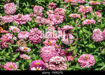 Les zinnias Zinnia rose, en parterre Banque D'Images