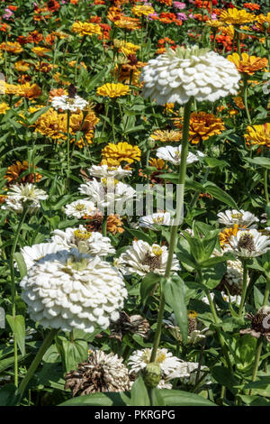 Zinnia blanc, mélanger les Zinnias Banque D'Images