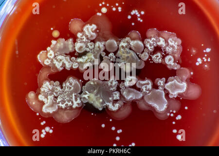 La moisissure dans la boîte de Pétri Banque D'Images