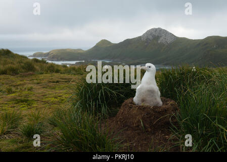 Un albatros downy chick (Diomedia exulans) sur son nid sur l'île Bird, Georiga du sub-antarctiques, Banque D'Images