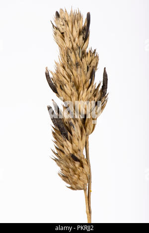 L'ergot, Claviceps purpurea, Sclerotium sur DACTYLE Dactylis glomerata, seedhead en fin d'été, Berkshire, Septembre Banque D'Images