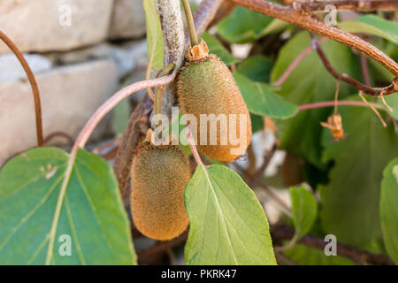 Kiwi fruits mûrs qui poussent sur un arbre, Serbie Banque D'Images