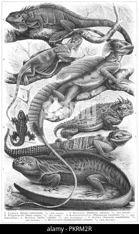 Reptiles, des illustrations de livres anciens, numérisés. Banque D'Images