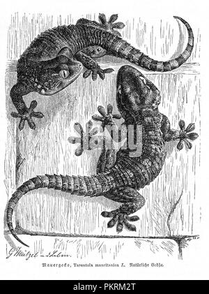 Reptiles, des illustrations de livres anciens, numérisés. Banque D'Images