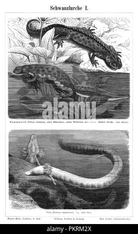 Reptiles, des illustrations de livres anciens, numérisés. Banque D'Images