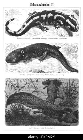 Reptiles, des illustrations de livres anciens, numérisés. Banque D'Images