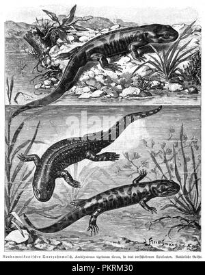 Reptiles, des illustrations de livres anciens, numérisés. Banque D'Images