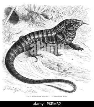 Reptiles, des illustrations de livres anciens, numérisés. Banque D'Images