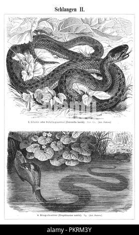 Les serpents, des reptiles, des meubles anciens, des illustrations de livres numérisés. Banque D'Images