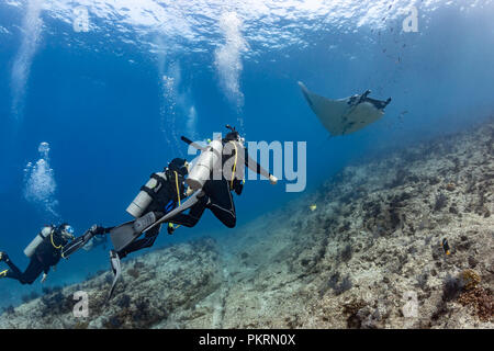 Les plongeurs avec Pacific géant Manta, la Reina, Mer de Cortez (Manta birostris) Banque D'Images